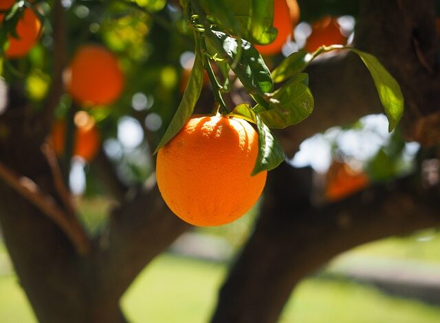 Arancia: protagonista versatile e preziosa in cucina tra dolce e salato